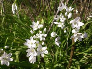 Aglio selvatico (Allium ursinum L.)